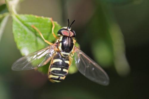 Réf. 302 286 : Chrysotoxum elegans